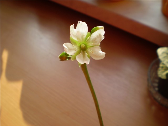 muholovka